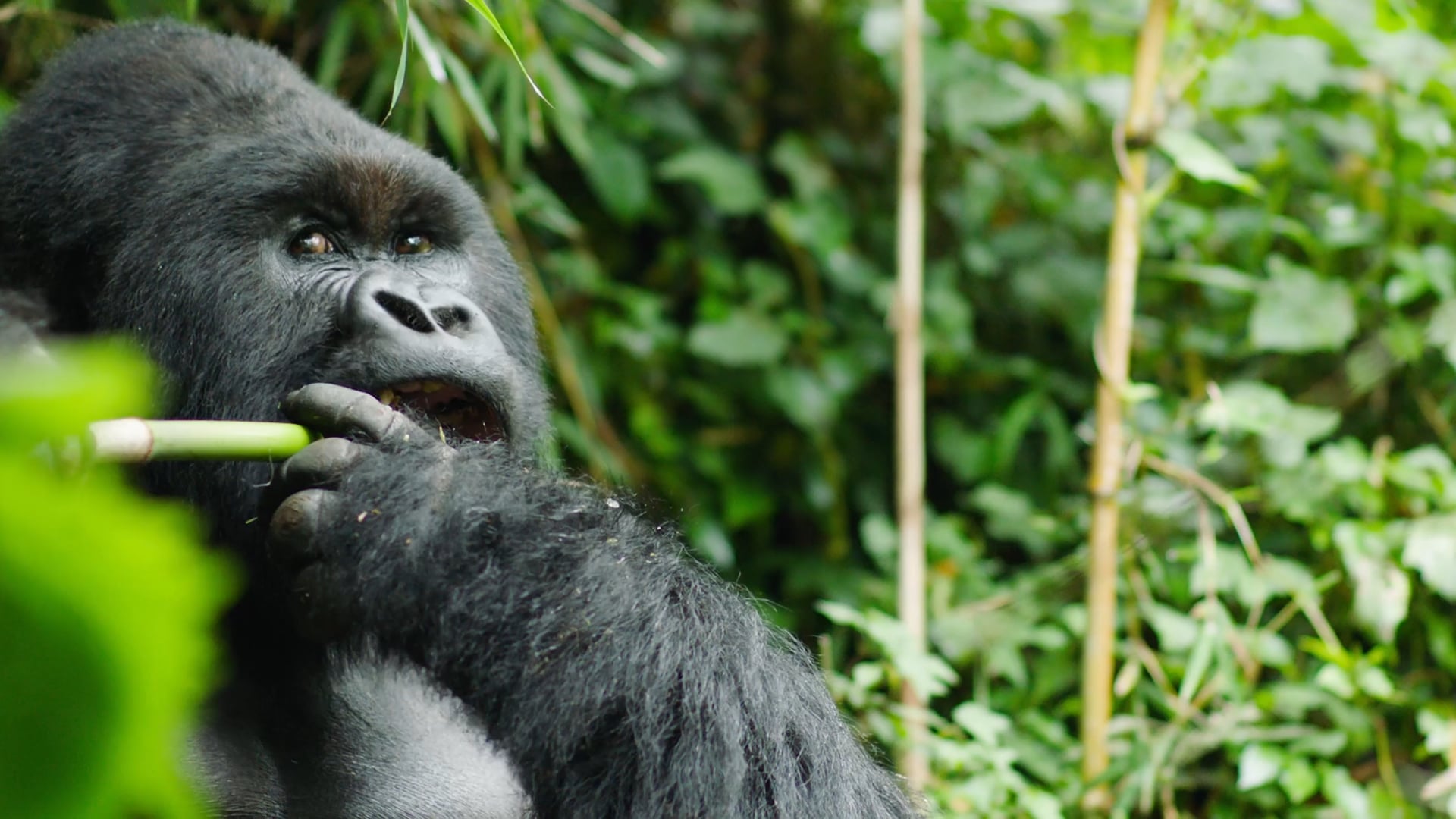 Four Seasons: Rwanda Gorilla Trek