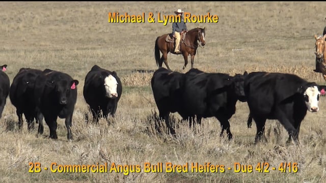 Lot #2B - COMMERCIAL ANGUS BRED HEIFERS