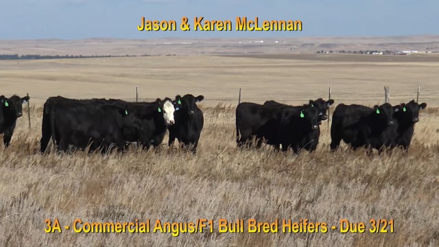 Lot #3A - COMMERCIAL ANGUS AND F1 BALDIE BRED HEIFERS