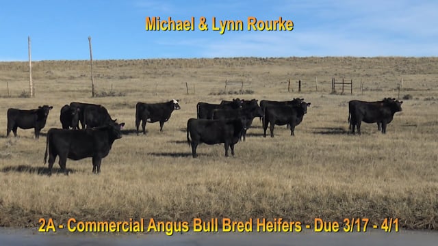 Lot #2A - COMMERCIAL ANGUS BRED HEIFERS