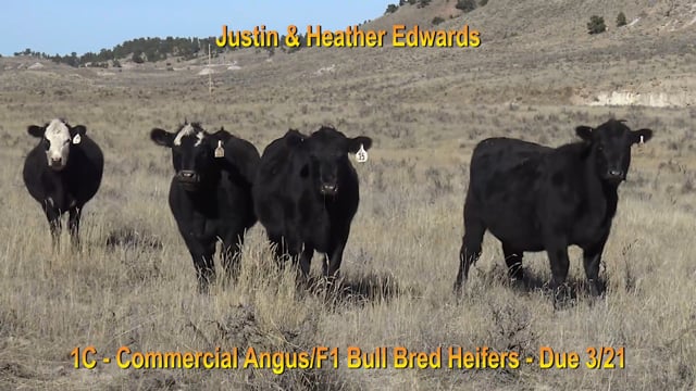 Lot #1C - COMMERCIAL ANGUS AND F1 BALDIE BRED HEIFERS