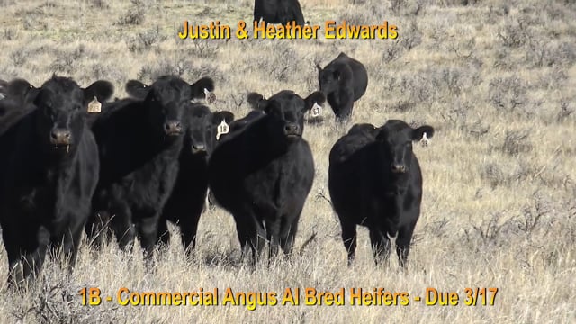 Lot #1B - COMMERCIAL ANGUS BRED HEIFERS