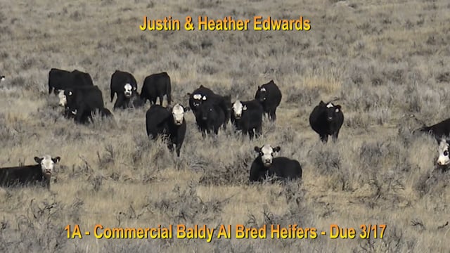 Lot #1A - F1 BALDIE BRED HEIFERS