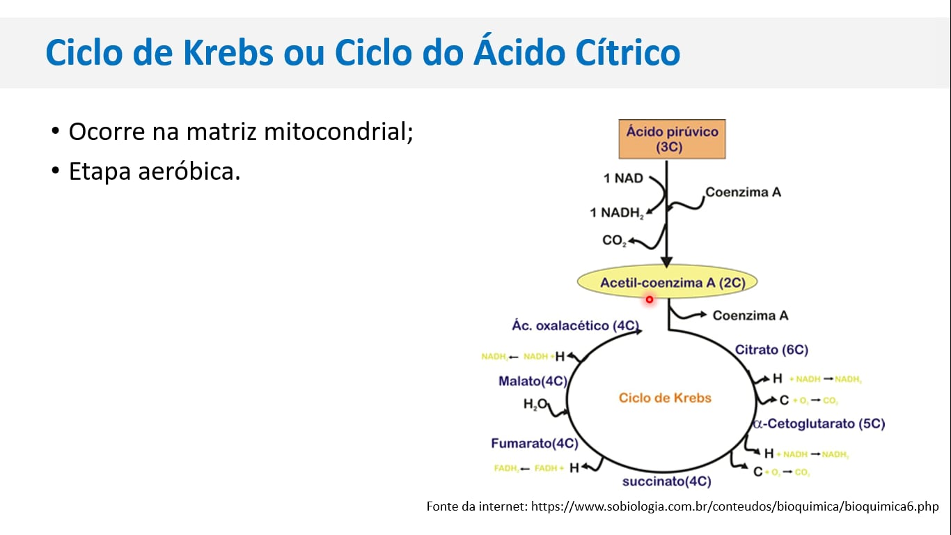 CICLO DE KREBS