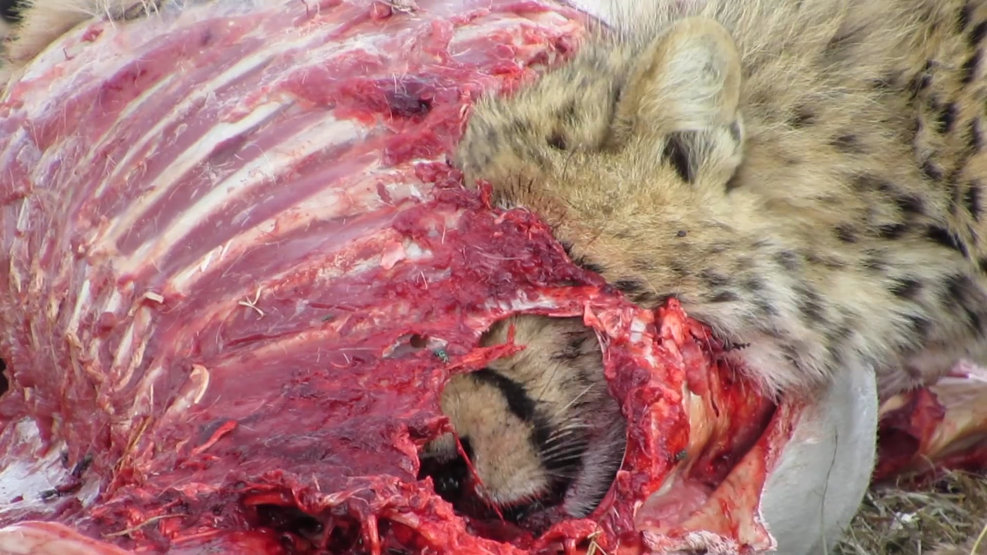 Cheetah Kill, Naboisho Camp, Masai Mara