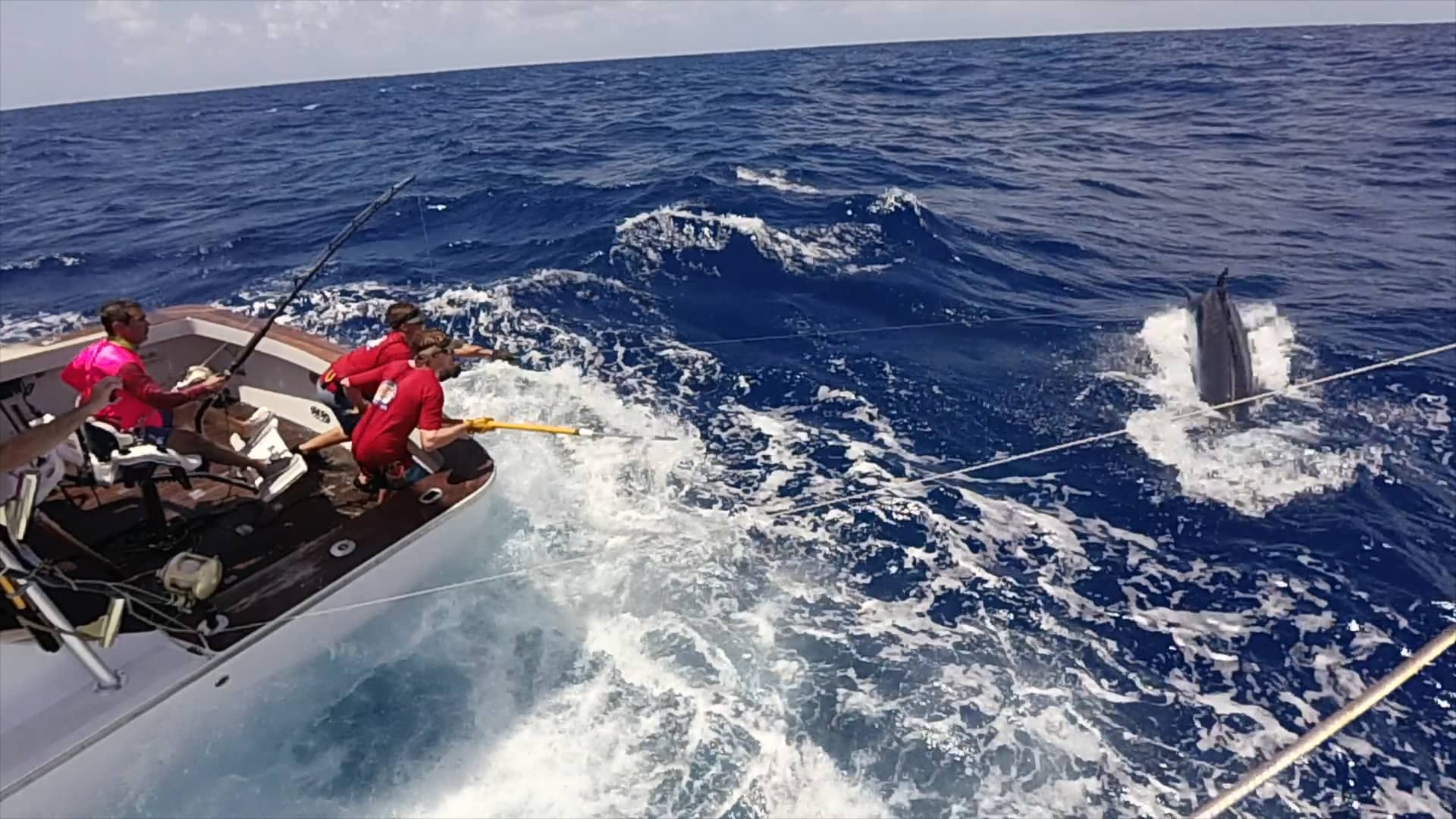 Iona II Game Fishing Cairns Season 2018 950lb black marlin for Carlos