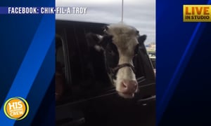 Real Cow Goes to Chick-fil-A But Doesn't Eat Chicken