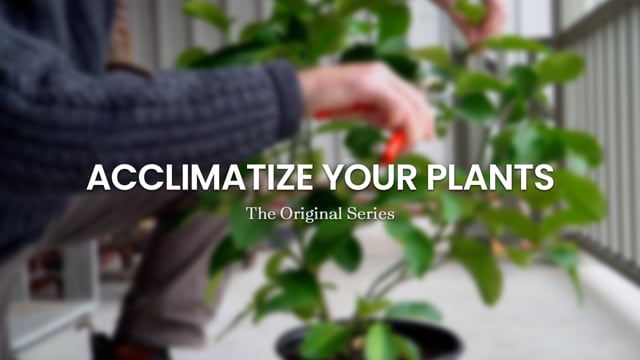 Acclimatize Your Plants