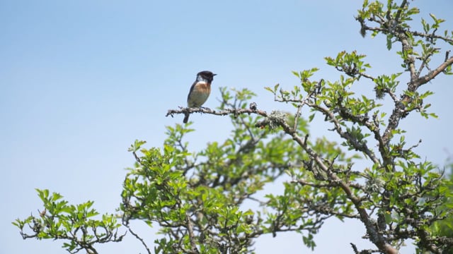 BBC One Inside Out Southwest - Wildlife at Emsworthy Mire, Dartmoor, Devon