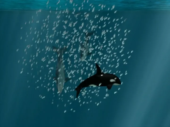 Carousel Feeding – Woods Hole Oceanographic Institution