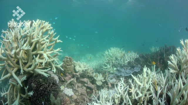 Media Release - Coral Spawning Research 2018 - Vlasshoff Reef before and during bleaching