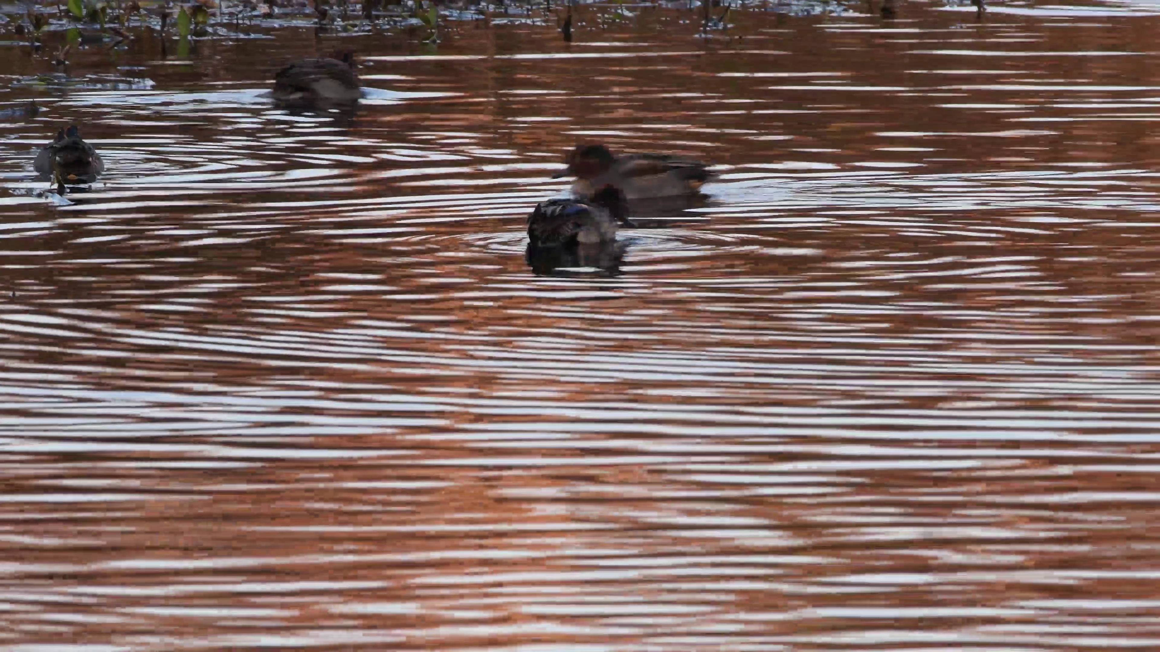 Ducks bobbing and preening on Vimeo