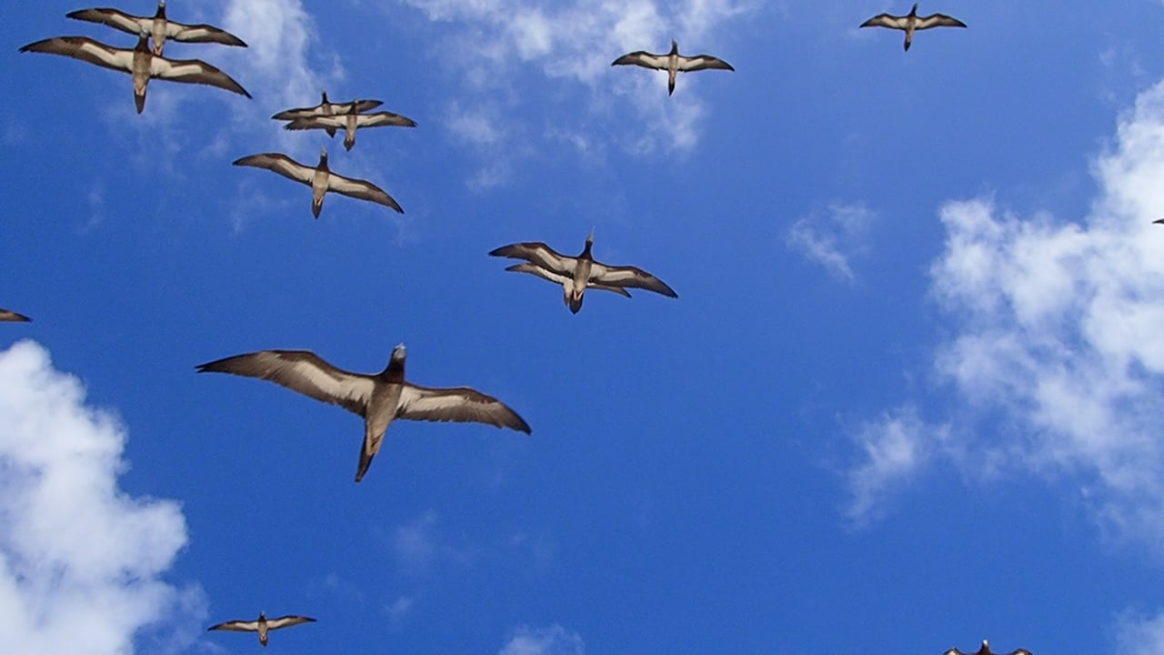 Birds flying overhead at Huon Reef, New Caledonia
