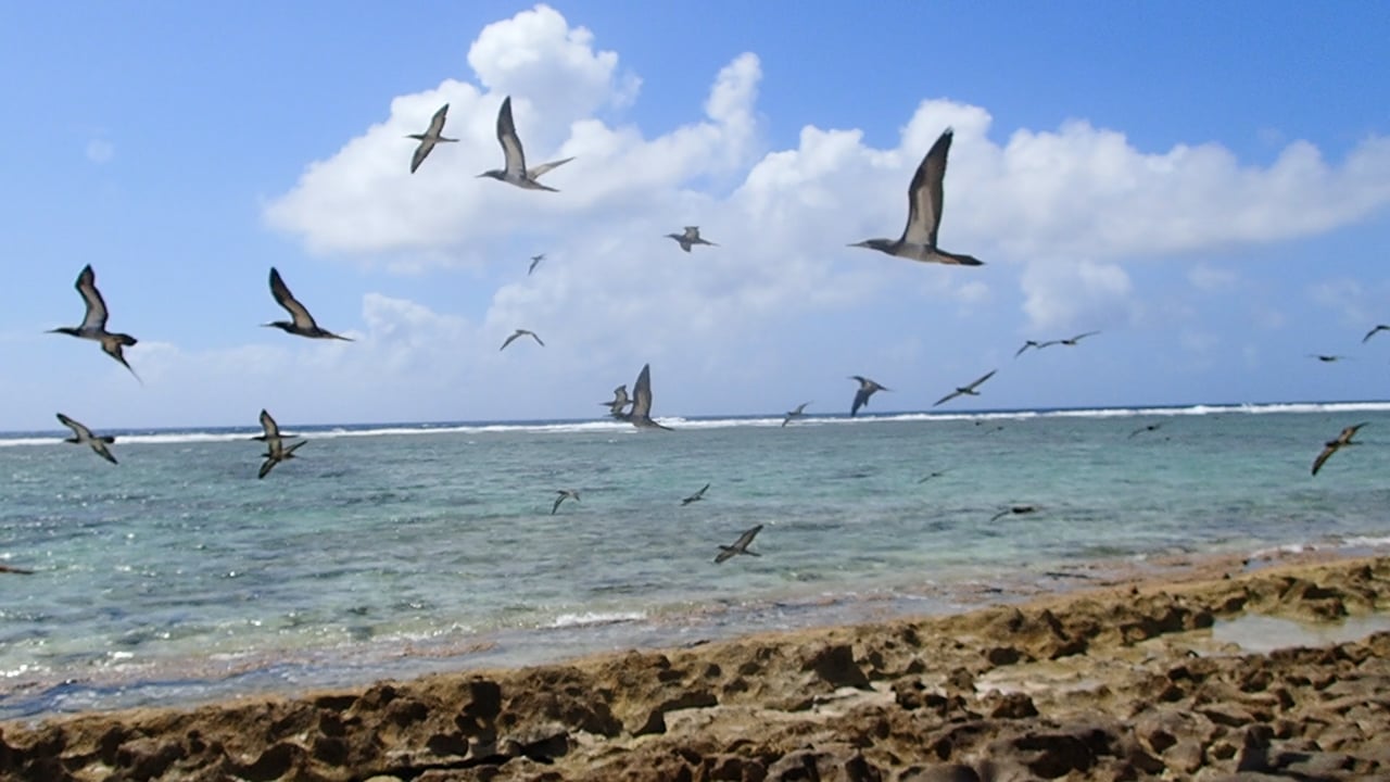 Huon Reef, New Caledonia, a Bird Sanctuary