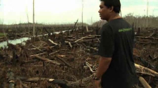 Les forêts indonésiennes en péril