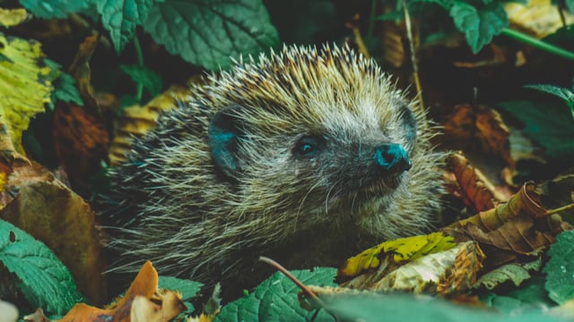 Nocturnal Animals - Fun Facts & FAQ | Teaching Resources