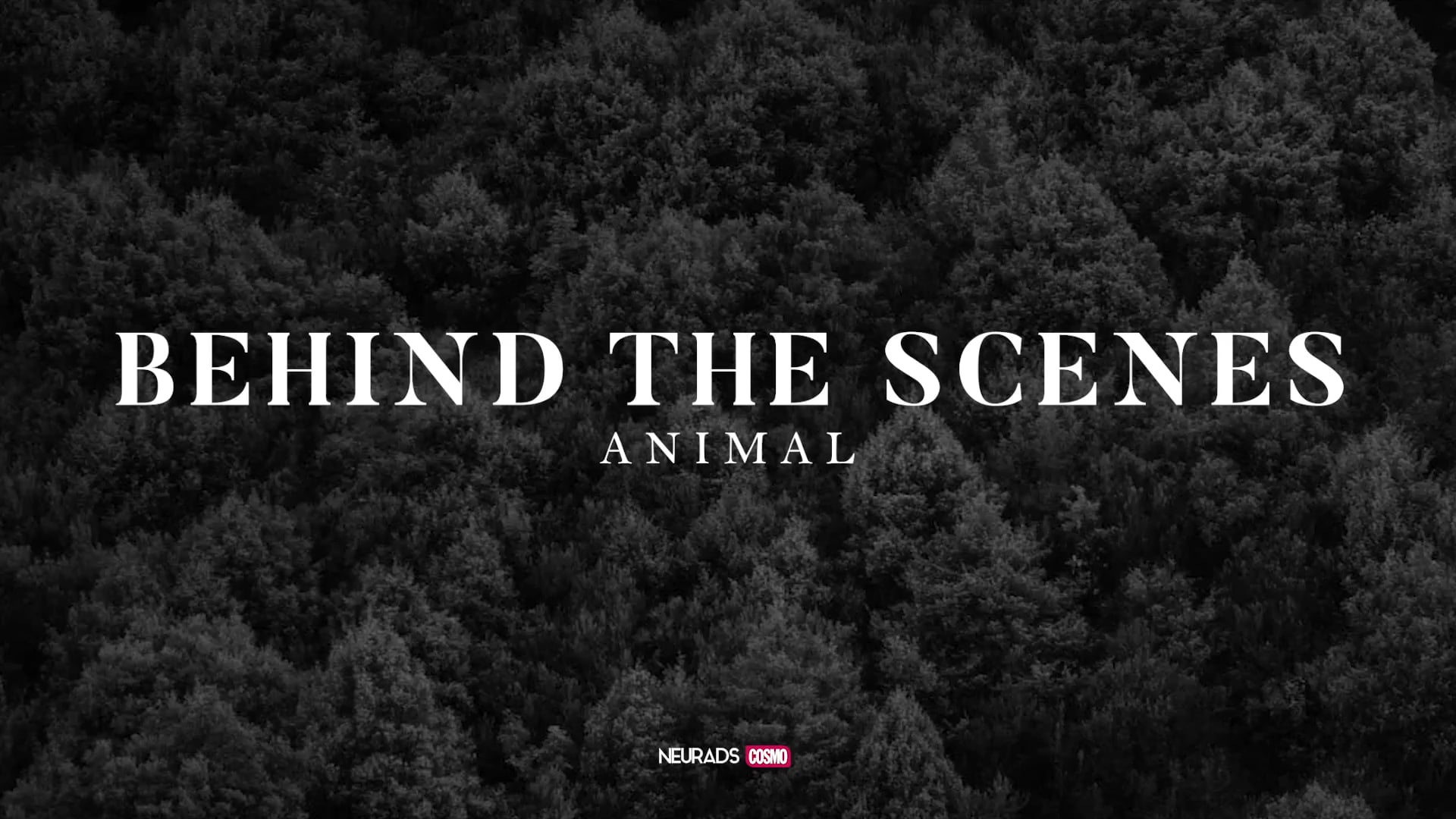 Animal Making on Vimeo