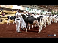 Terneras de 6 a 8 meses