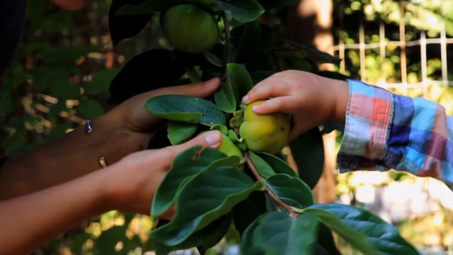 2019- Agroforestry Systems with Penny Livingston