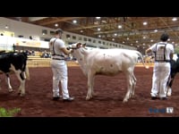 Terneras de 8 a 10 meses