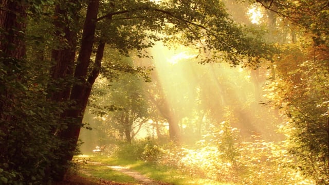 Luz Roja Nocturna Mágica En El Bosque Con Rayos De Sol. Fotos