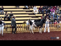 Terneras de 12 a 14 meses