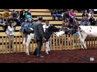 Terneras de 10 a 12 meses