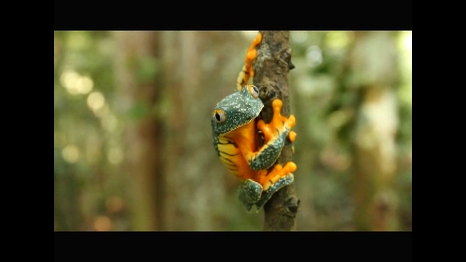 Madre de Dios - Amazon REDD+ Project