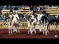 Novillas de 17 a 20 meses