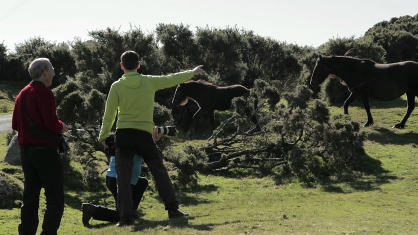 vimeo-video-thumbnail