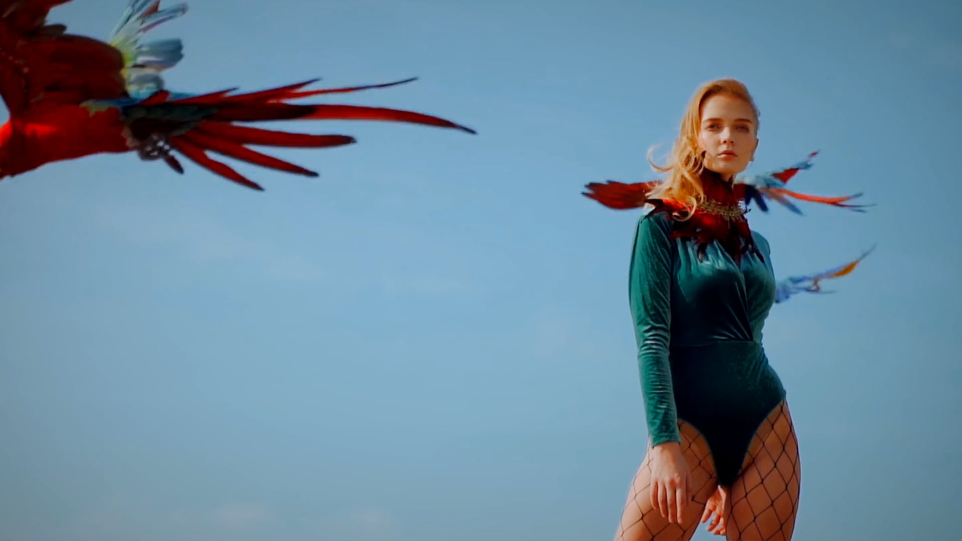 【商業形象】2018/11/20Scarlet Macaw .Story