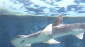 Bonnethead Shark at Cameron Park Zoo