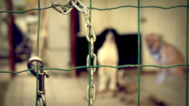 Socrate - Video proposto alla RAI per presentazione del cane Socrate