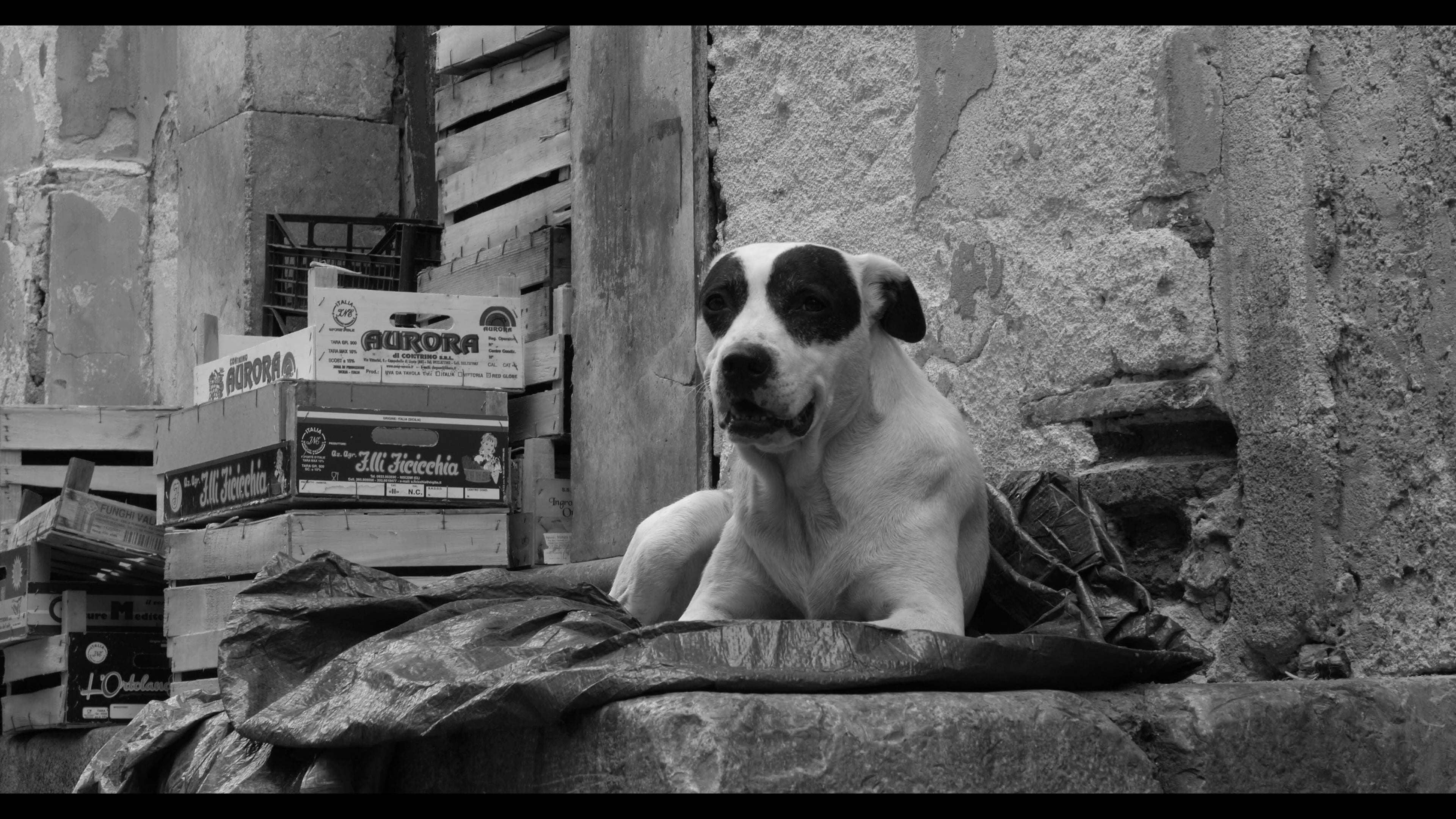 Giovine Italia: Mazzini in Exile [1min teaser]