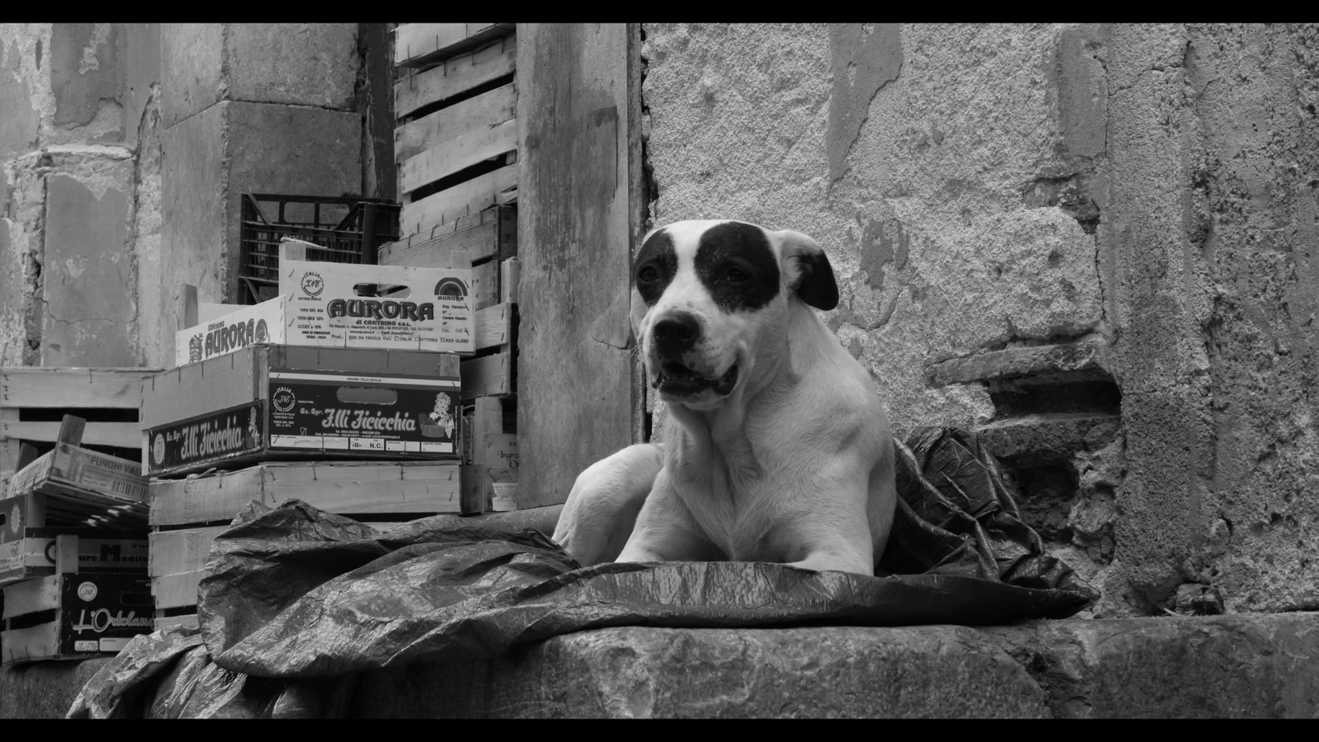 Giovine Italia: Mazzini in Exile [1min teaser]