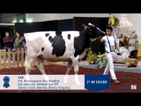 Novillas de 20 a 23 meses