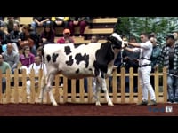 Novillas de 23 a 27 meses