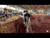 Novilla gran campeona