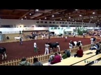 Vacas de 2 años júnior