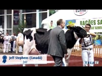 Vaca joven campeona