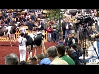 Vacas de 3 años júnior