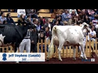 Vacas de 3 años sénior