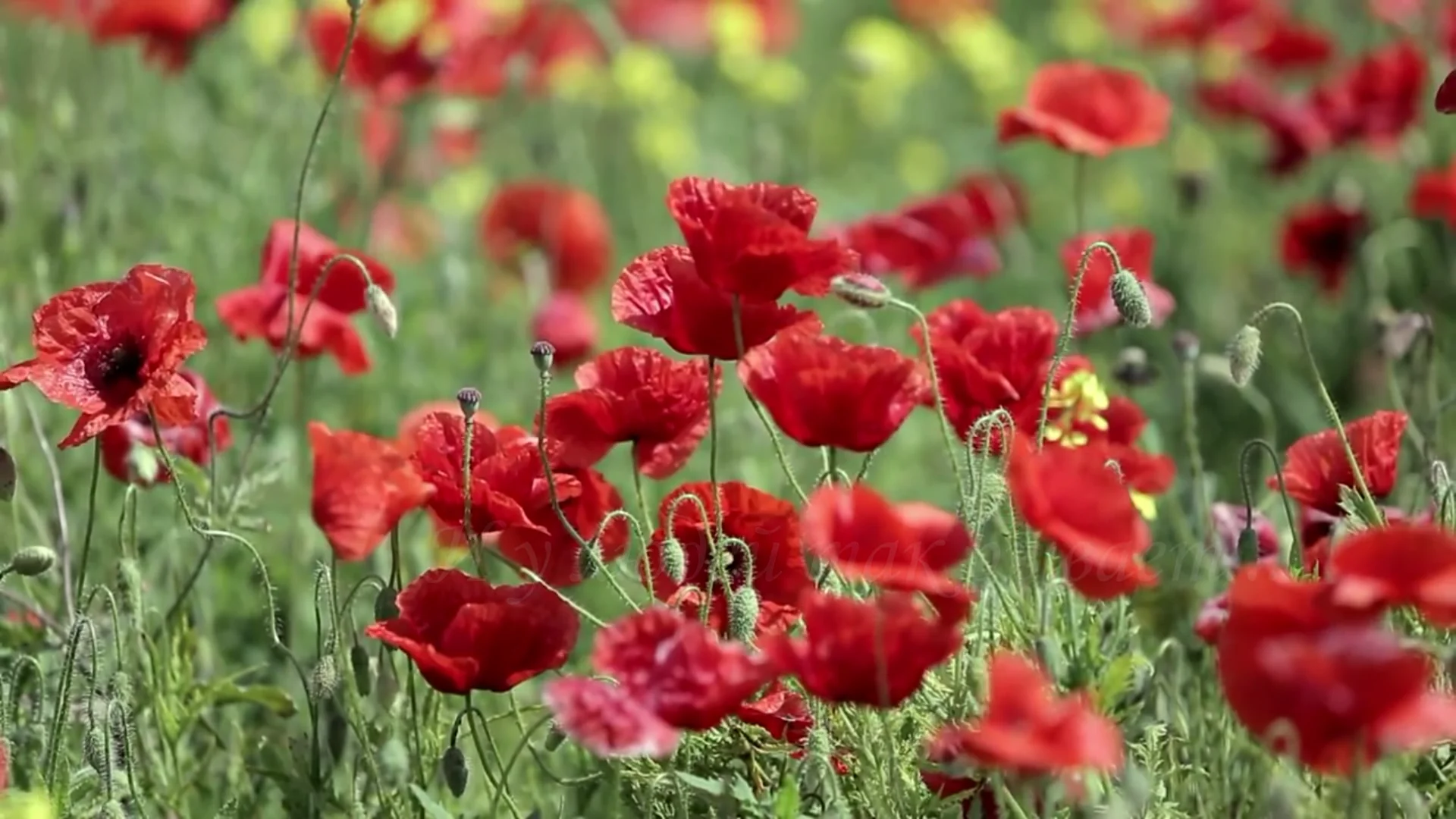 Солисты виа красные маки. Слушать музыку мака. Уголек караоке. Маки вокально-инструментальный ансамбль. Слово мак.