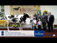 Vaca intermedia campeona