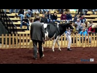Vaca adulta campeona