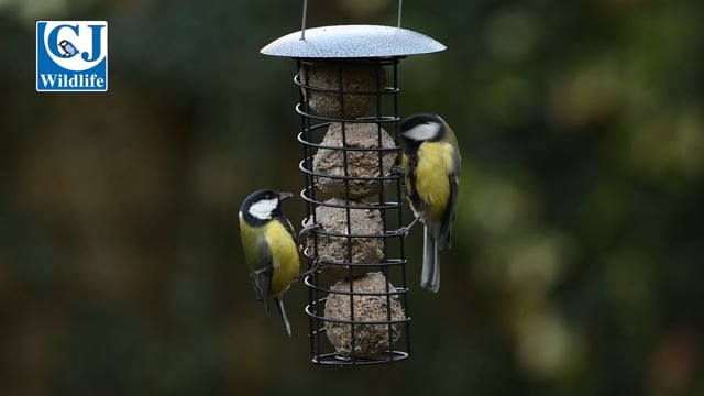 CJ Wildlife Adelaide Fat Ball Feeder