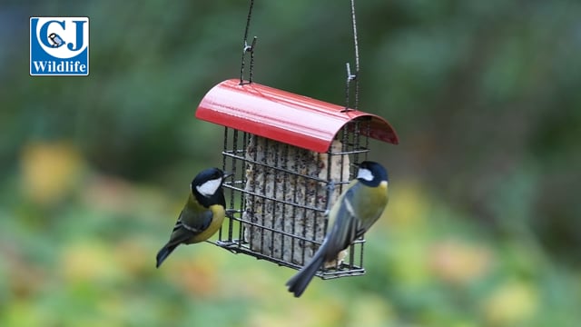 CJ Wildlife Sidney Peanut Square Feeder