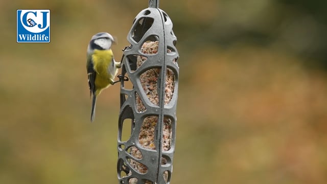 CJ Wildlife Sam Fat Feeder