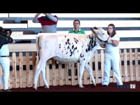 Mejor manejador joven