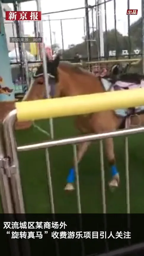 面白い】メリーゴーランドの木馬が本物の馬！？ - フライメディア